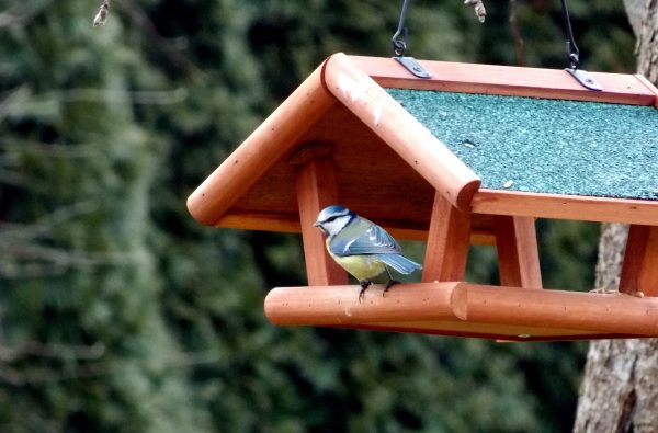 blue-tit-246269_1280